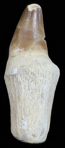 Rooted Mosasaur (Prognathodon) Tooth #55840